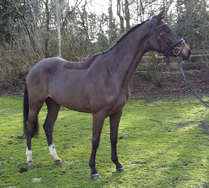 Duchess (Canto/Heraldikxx/Caletto I)