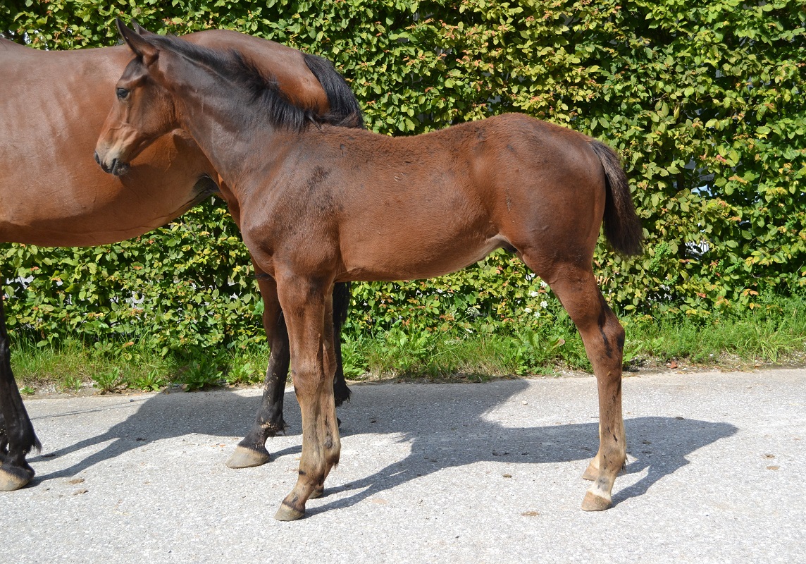 CASCADO (Casall/Cassini I)
