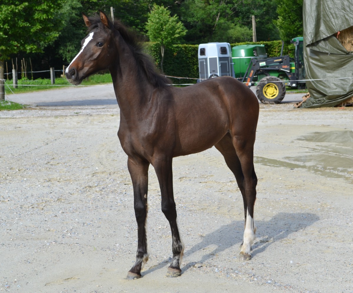 GRACE (Quarz/Carthago/Calypso I)