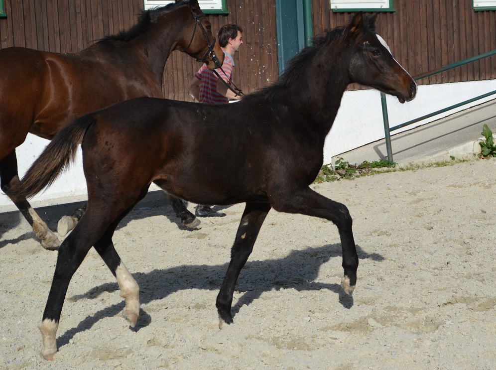 GINA (Casall/Colman/Carpaccio)