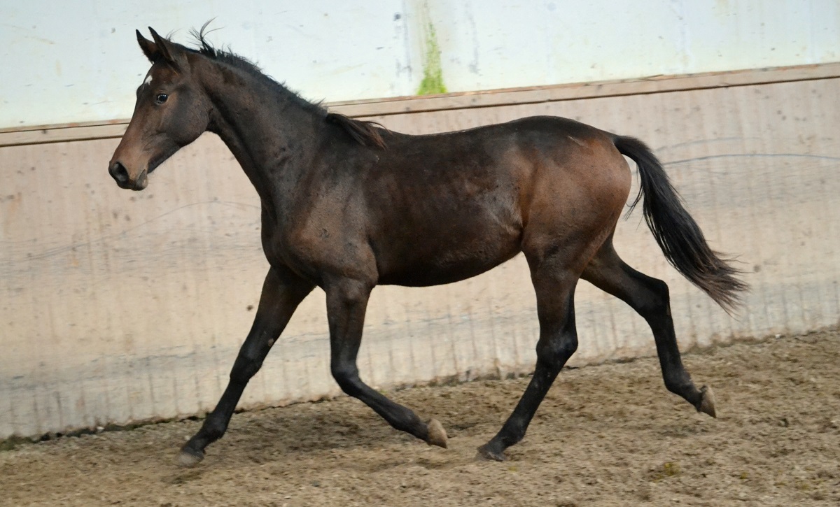 Formina (Cormint/Coriano)