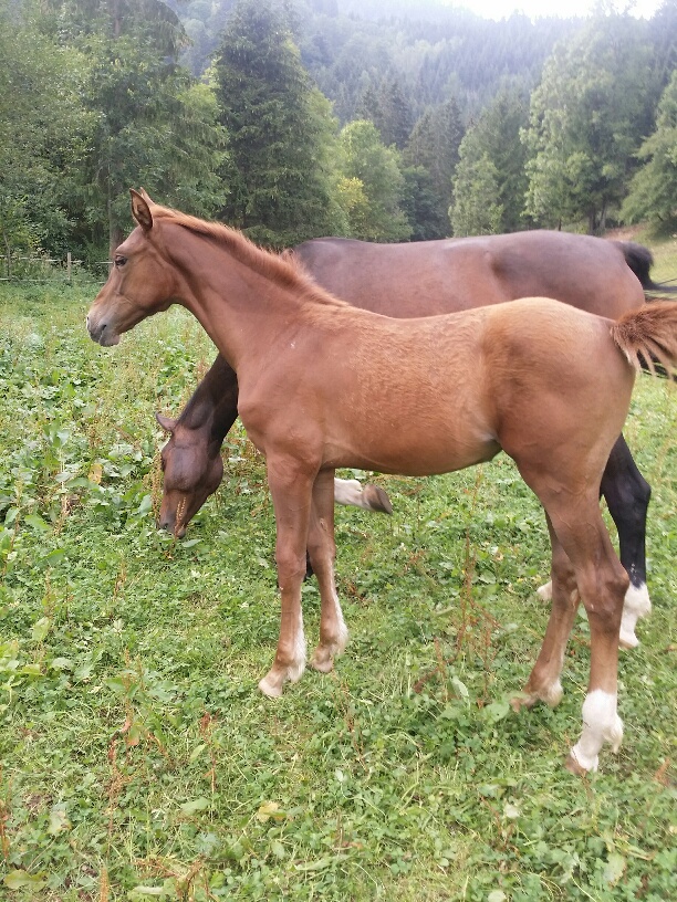 Holly (Stakkato/Coupe de Coeur)