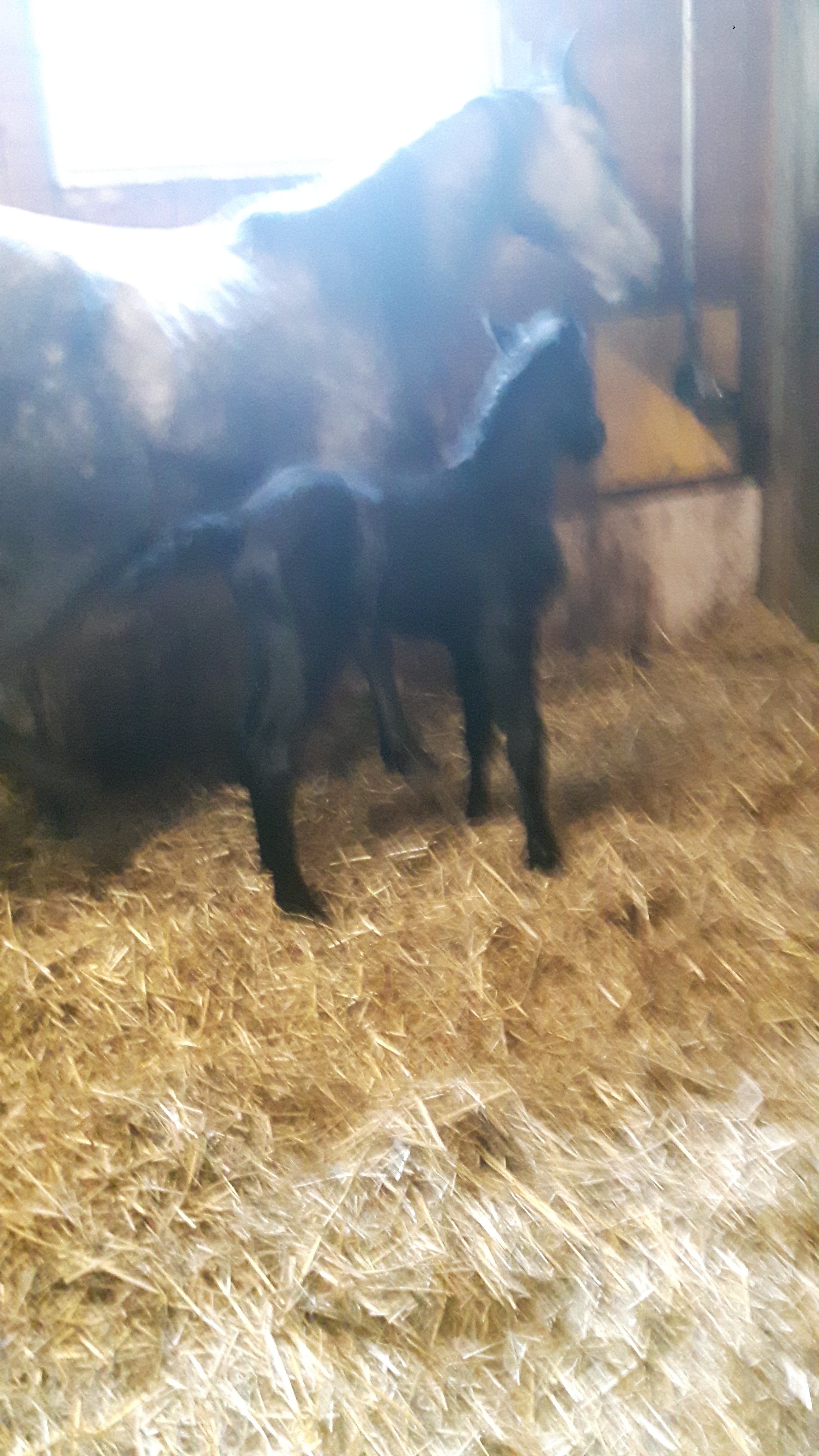 KALIDA ( Comme il faut/F-Calida)