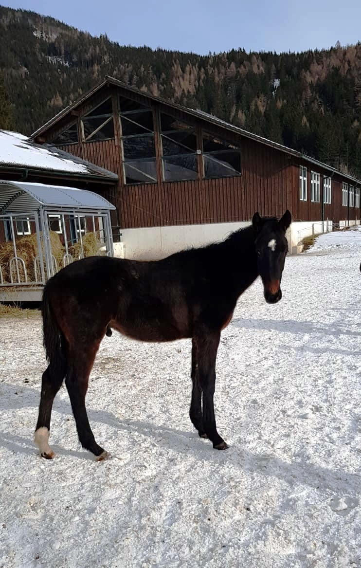 UNITED (Untouchable/Casall/Carolus I)