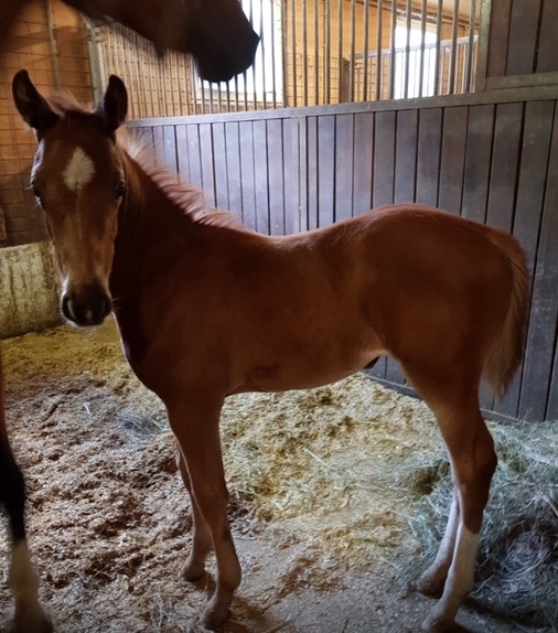 L- Diamant de Semilly/Casall/Colman