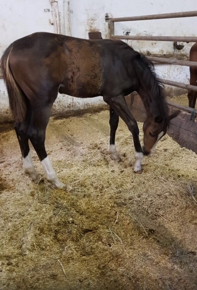 DIALINO (Diarado/Quarz/Linaro)