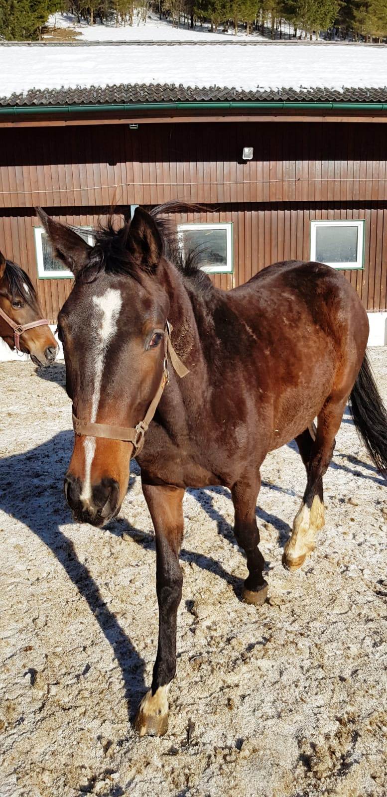 KORSIKA (Million Dollar/Lenett/Linaro)