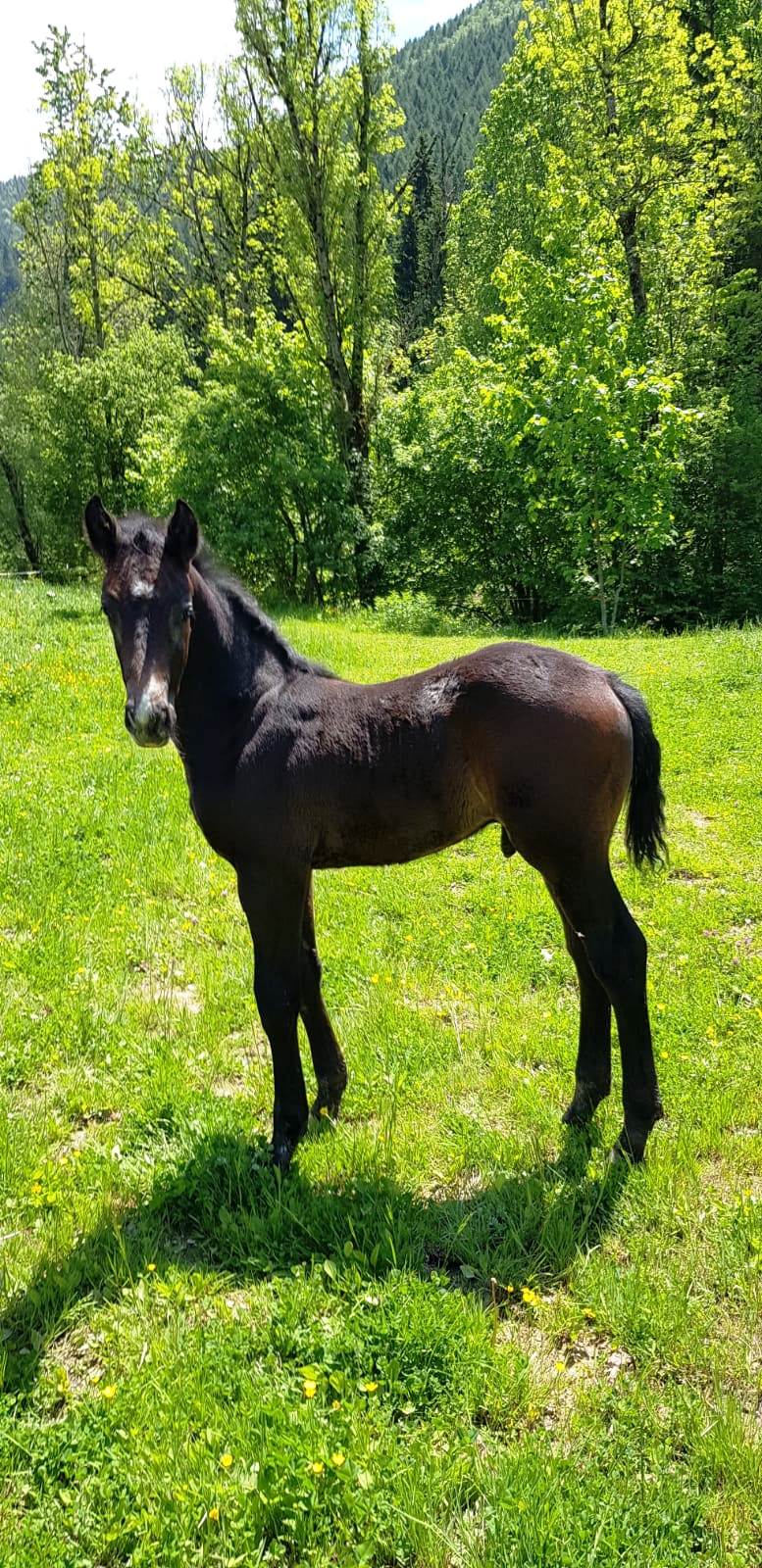 Coraskari (Cornet Obolensky/Askari)