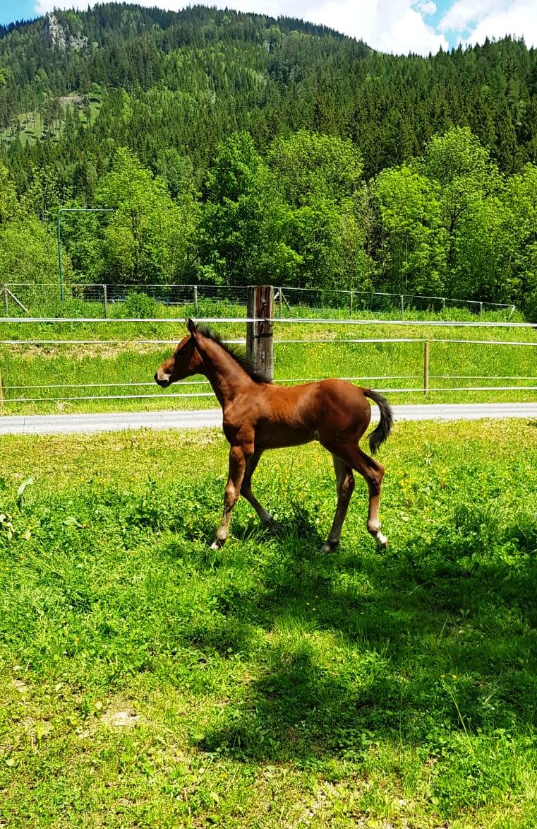 DIASKARI (Diamant de Semilly/Askari/Campione)