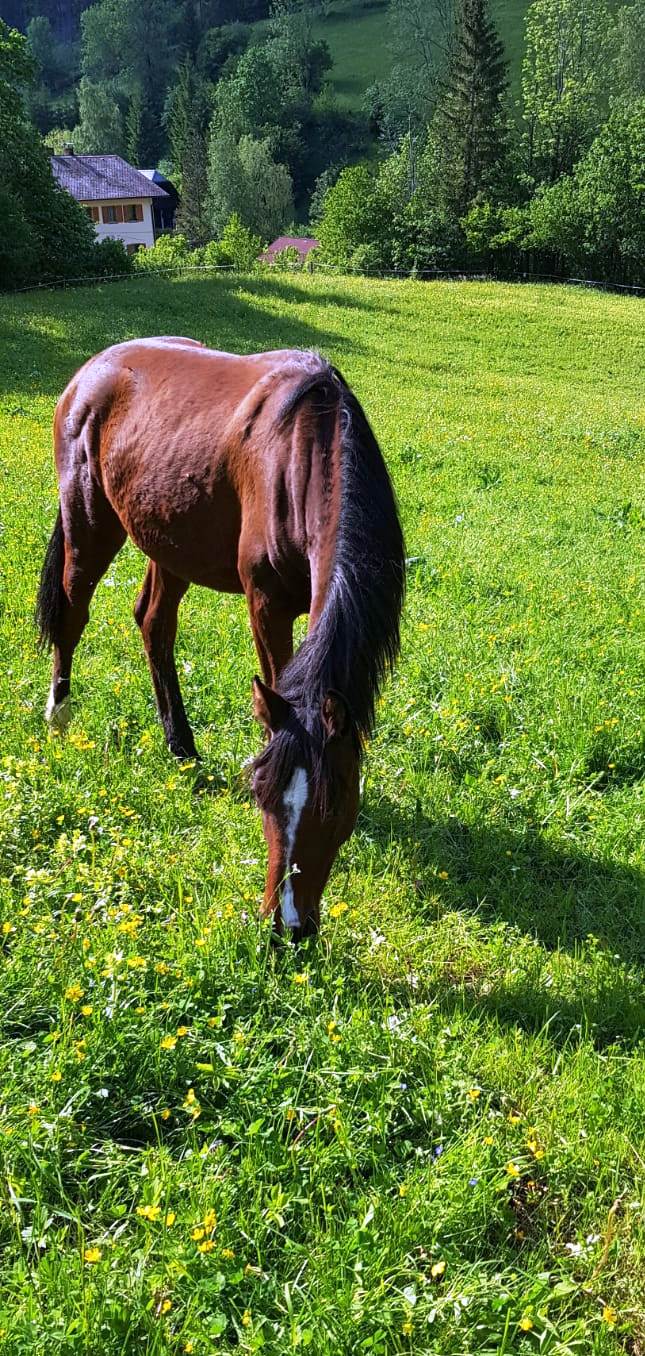 LENA - Casall/Quarz/Linaro