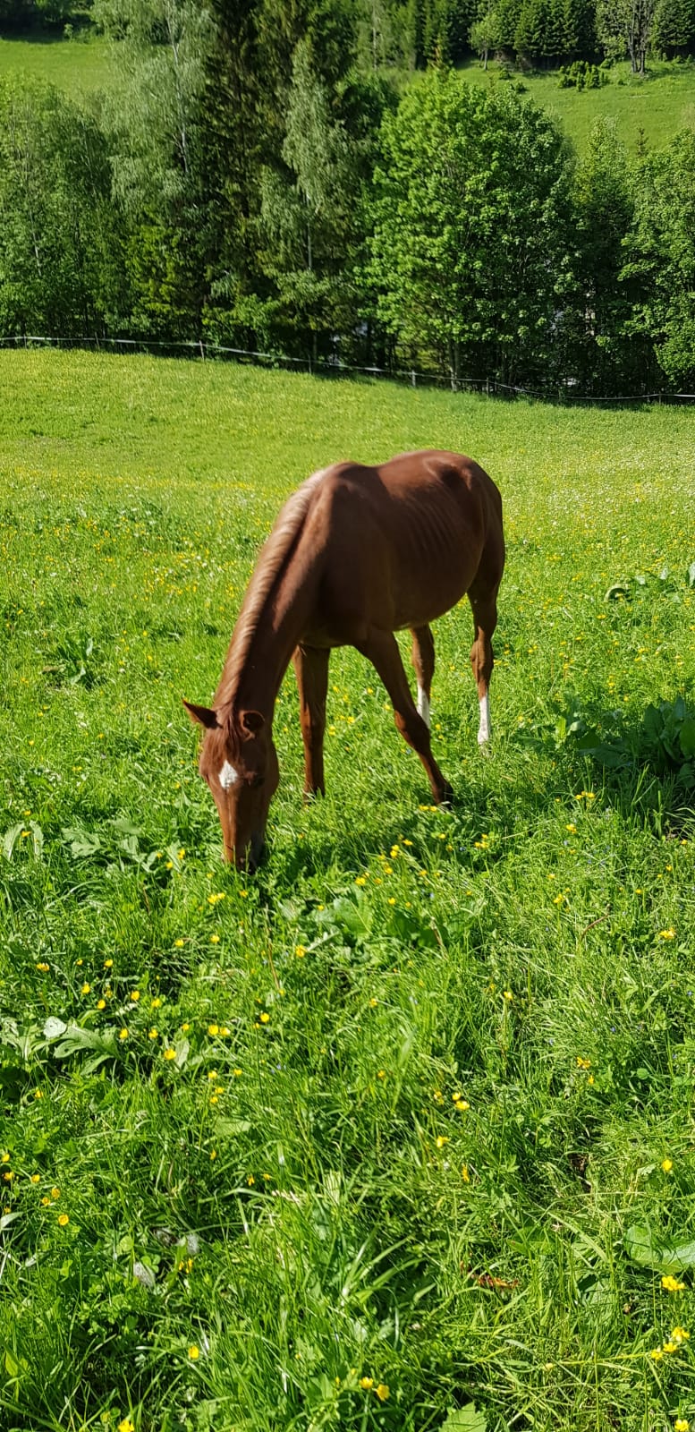 LIBELLE - (Diamant de Semilly/Casall/Colman)