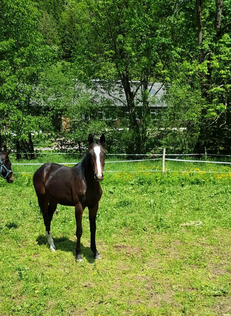 LIONA - (Qlassic Bois Margot/ Carpaccio/Campione)