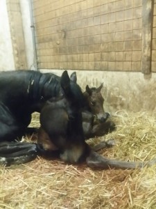 20150331_233515_resized