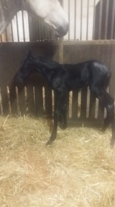 20160503_I am a Lady