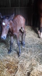 20160606_Zirocca Blue Z (3)